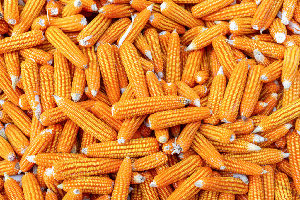 производство-на-царевица-agromaster